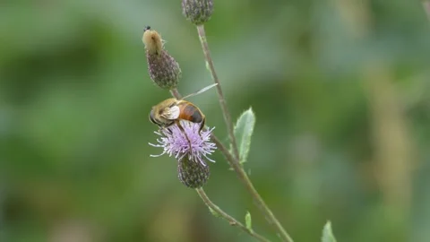 Hoverfly Collecting Pollen on Purple Thistle Before Flying Away Stock Footage 341587481