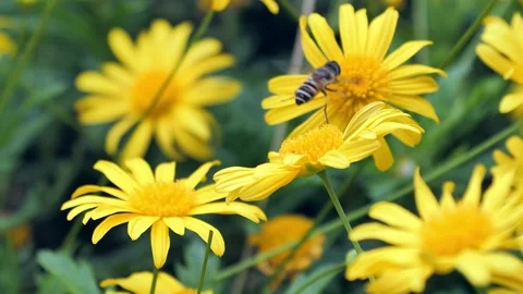 Hoverfly collecting pollen on yellow chrysanthemum flowers in a sunny garden Video stock 342276215