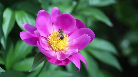 Hoverfly collecting pollens of Paeonia lactiflora Stock Footage 50065367