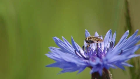 Hoverfly on Cornflower in Summer Meadow Stock Footage 309921270