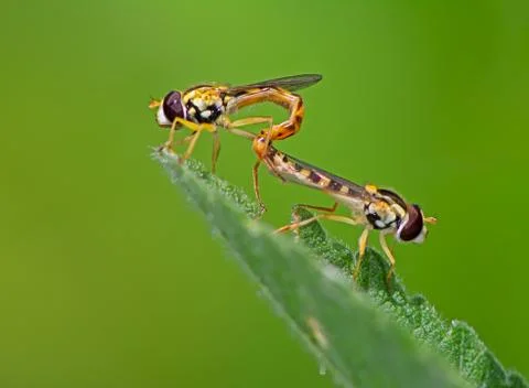 Hoverfly couple mating on a green leaf Stock Photos