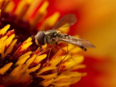 Hoverfly on Dahlia flower Stock Photos