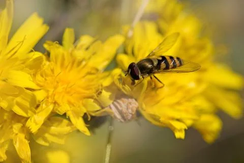 Hoverfly on Dandelion Stock Photos