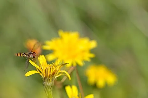 Hoverfly on Dandelion Stock Photos