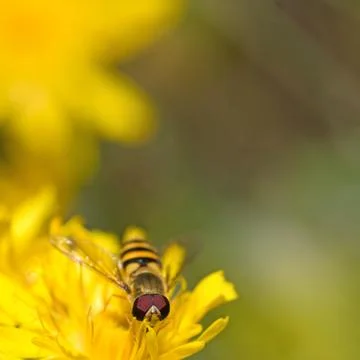 Hoverfly on Dandelion Stock Photos