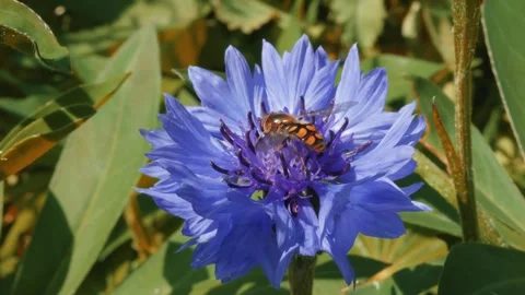 Hoverfly drinking nectar from a blue cornflower plant stock footage Stock-Footage 311640370