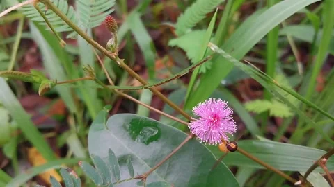 A hoverfly is eating nectar Stock Footage 197472964