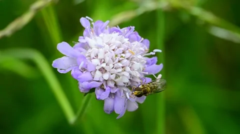 Hoverfly eating pollen on flower Stock Footage 7908706