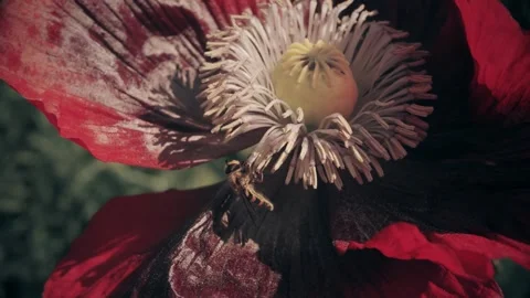 Hoverfly eating pollen inside a large red poppy flower in slow motion stock.. Stock Footage 311114430