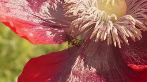 Hoverfly eating pollen inside a large red poppy flower in slow motion stock.. Видео 311114502