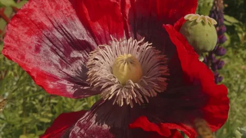 Hoverfly eating pollen inside a large red poppy flower in slow motion stock.. Видео 311114596