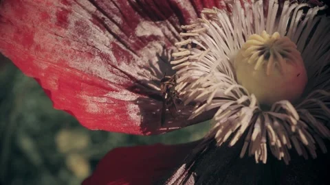Hoverfly eating pollen inside a large red poppy flower in slow motion stock.. Видео 311114699