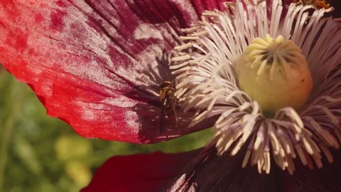 Hoverfly eating pollen inside a large red poppy flower in slow motion stock.. Видео 311114796