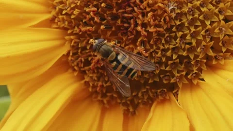 Hoverfly eating pollen from a Sunflower slow motion close up stock footage Stock Footage 327184313