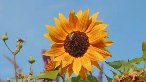 Hoverfly eating pollen from a Sunflower slow motion close up stock footage Vídeo Stock 327852551