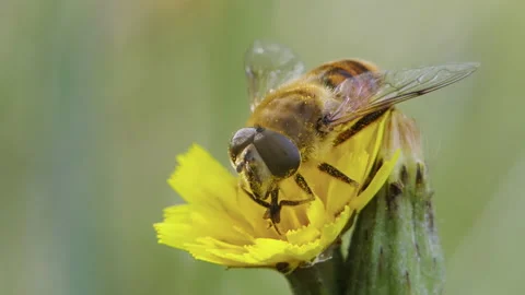 Hoverfly eats flower pollen Stock Footage 160667417