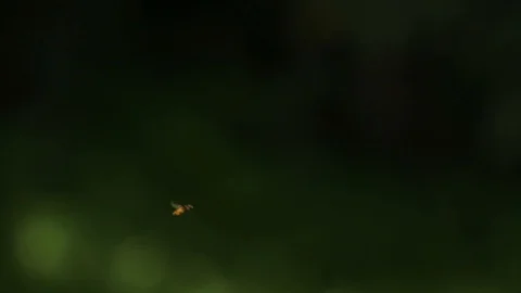 Hoverfly in the entomospace Stock-Footage 97929442