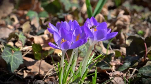 The hoverfly (Episyrphus balteatus) pollinating a purple crocus flower. Stock Footage 340200417