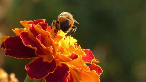 Hoverfly Eristalis tenax feeds on marigold flower and takes off, close-up Vídeos de archivo 342734823
