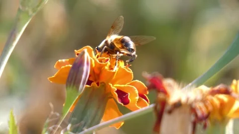 Hoverfly Eristalis tenax feeds on marigold flower and takes off, close-up Video stock 342736123