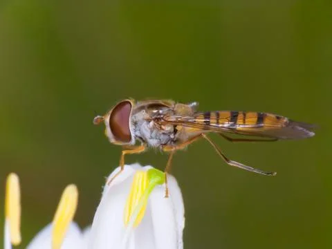 Hoverfly (eupeodes corollae) Stock Photos