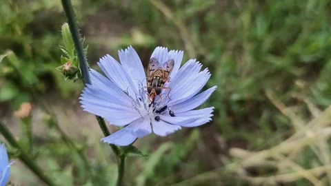 Hoverfly feeding on a blue chicory flower in summer Video stock 340042704