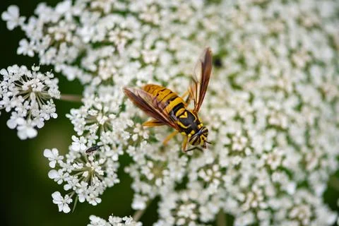 Hoverfly feeding on flower. Pollinator macro nature closeup. White blossom .. Stock Photos