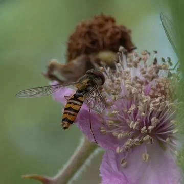 Hoverfly feeding on nectar Stock Photos