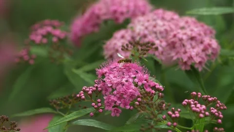 Hoverfly feeding on pink Spiraea flowers in summer garden. Stock Footage 325745209