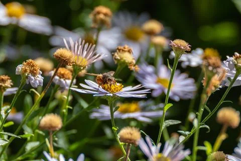 Hoverfly Feeding on Purple Fleabane Flower Stockfoto's