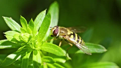 A hoverfly feeding  at spring closeup slow motion Vidéo 277888935