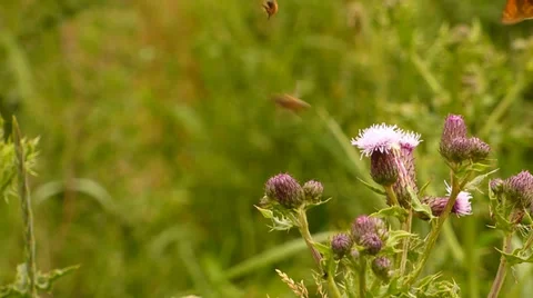 Hoverfly feeding on Thistle 動画素材 39857408