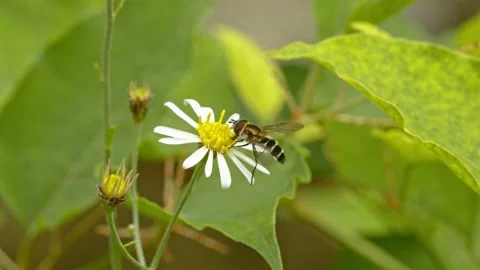 Hoverfly feeding on a white and yellow flower. Stock Footage 140945563