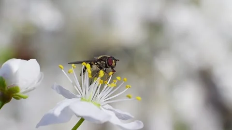 A hoverfly feeding on white flowers at spring closeup slow motion Stock Footage 271510521