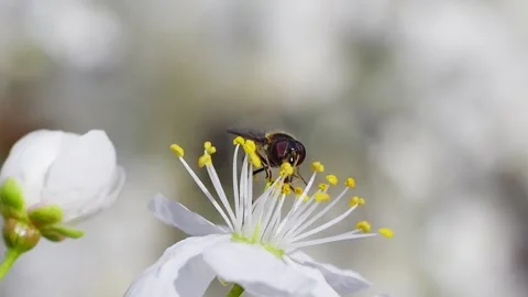 A hoverfly feeding on white flowers at spring closeup slow motion 스톡 동영상 273042488