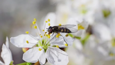 A hoverfly feeding on white flowers at spring closeup slow motion 스톡 동영상 273043907