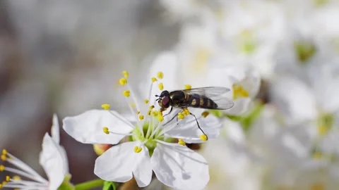 A hoverfly feeding on white flowers at spring closeup slow motion Vidéo 277881911