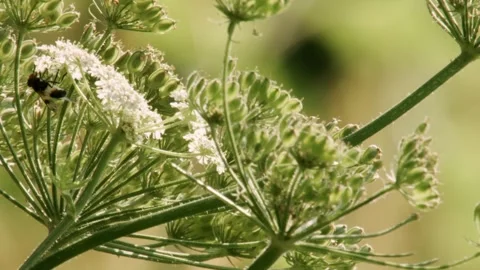 Hoverfly feeding on white umbel flower in summer  Vidéo 335697585