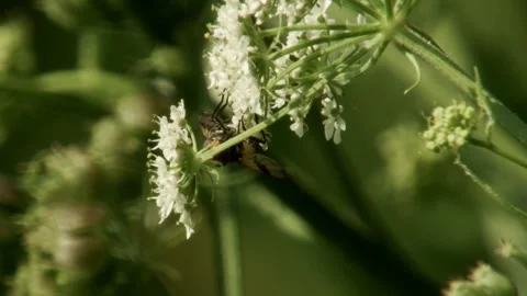 Hoverfly feeding on white umbel flower in summer , close up Vidéo 335697717