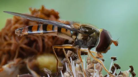 Hoverfly feeding on wildflower nectar close up Stock Photos