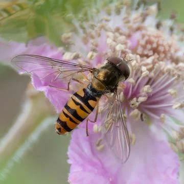 Hoverfly feeding on wildflower nectar Stock Photos
