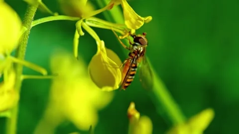 Hoverfly feeding on yellow flower in slow motion with green background. Stock-Footage 341073050