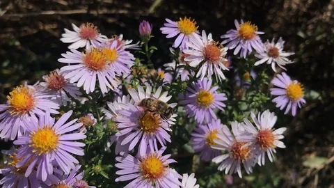 Hoverfly feeds on michaelmas daisy purple flowers Video stock 106813258