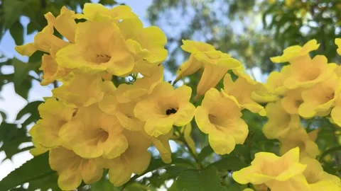 Hoverfly To Find Nectar, Come Out From Yellow Bell Flower Stock Footage 273658879