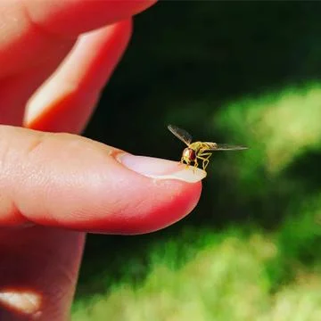 Hoverfly on a Fingernail Stock Photos