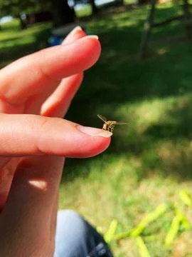 Hoverfly on a Fingernail Stock Photos