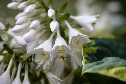 A Hoverfly flies to collect nectar from white flowers Hosta in the summer gar Stock Photos