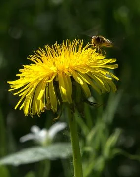 Hoverfly flies to a dandelion flower Stock Photos