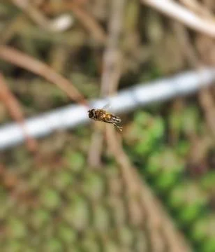 Hoverfly in Flight Stock Photos