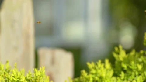 HOVERFLY IN FLIGHT SLOW-MO 2K Stock Footage 130433522
